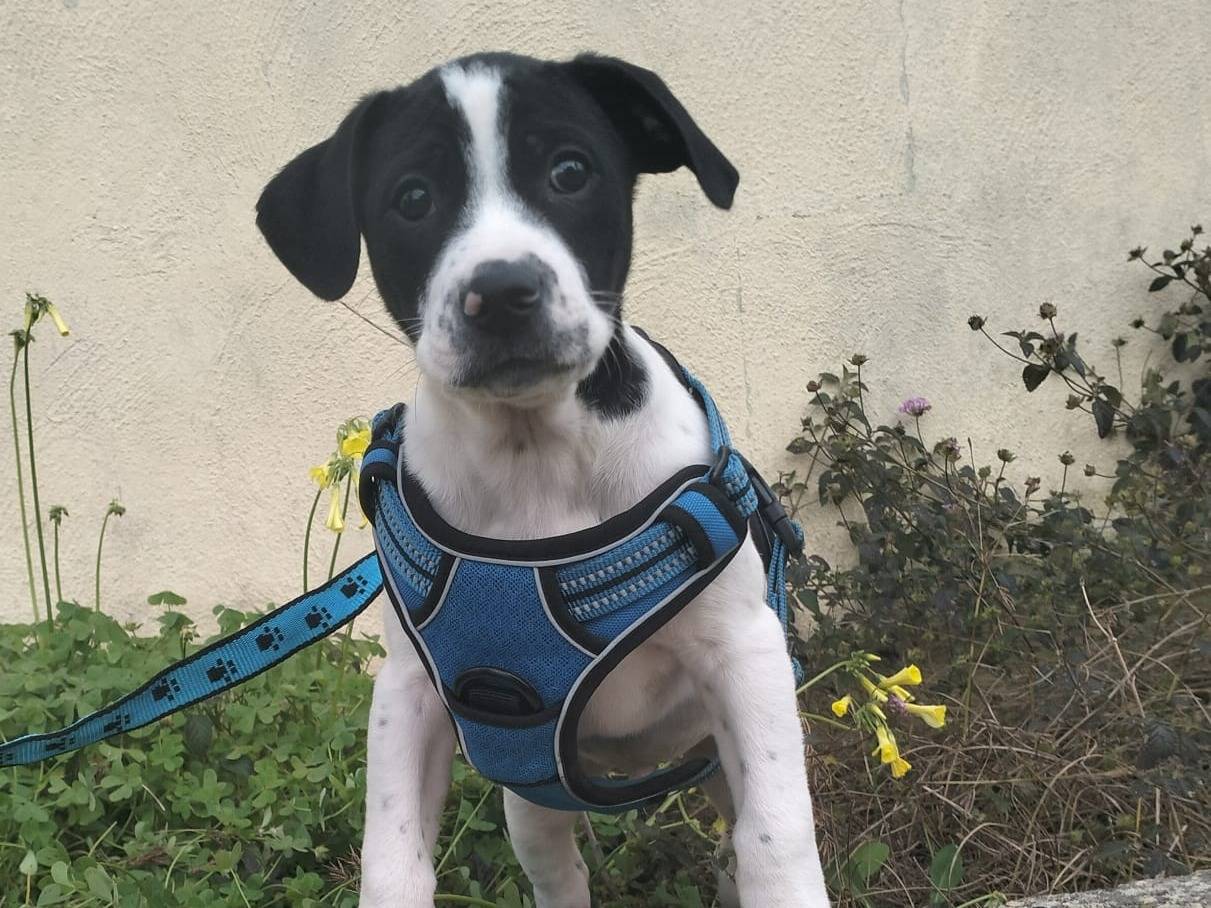 Adotta un cane, maschio, 11 mesi, Lecce