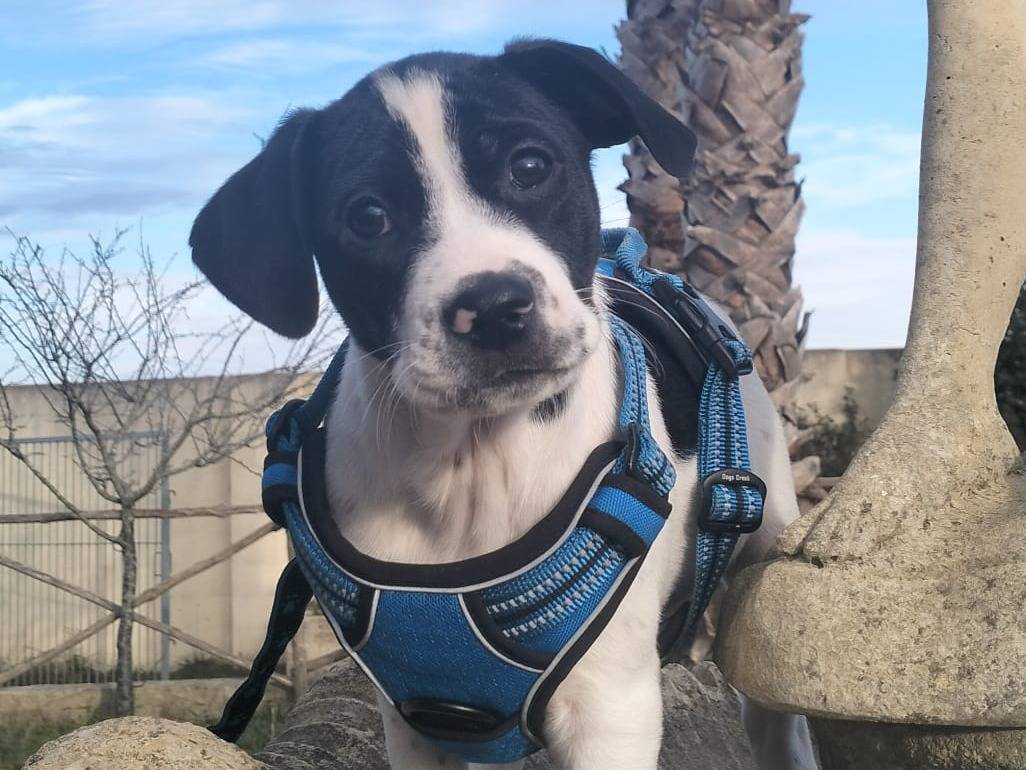 Adotta un cane, taglia media, maschio, Lecce