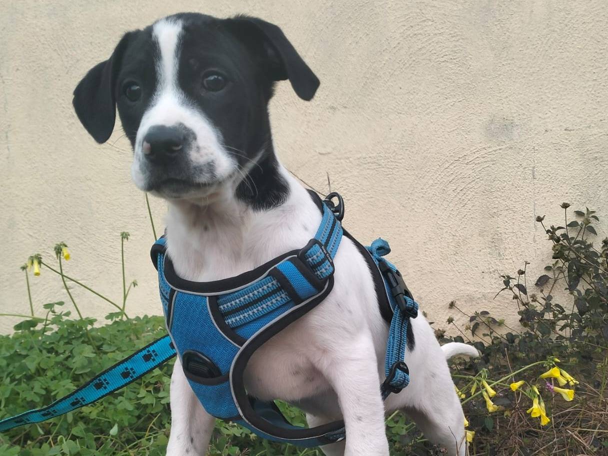 Vuoi adottare un cane a Lecce?