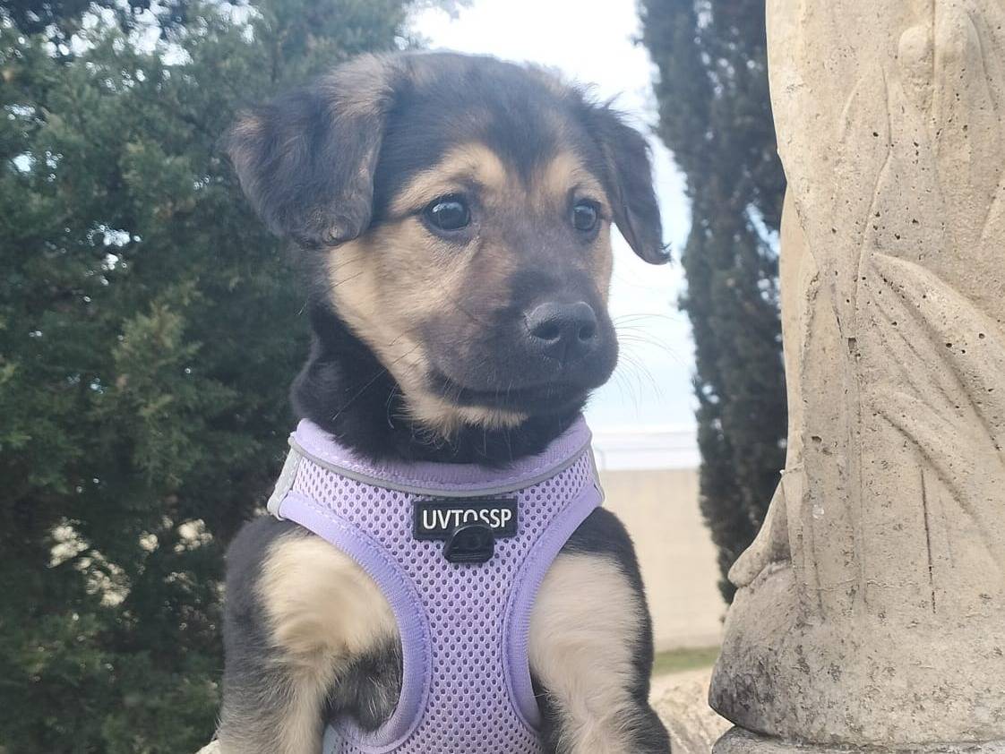 Adotta un cane, maschio, 11 mesi, Lecce