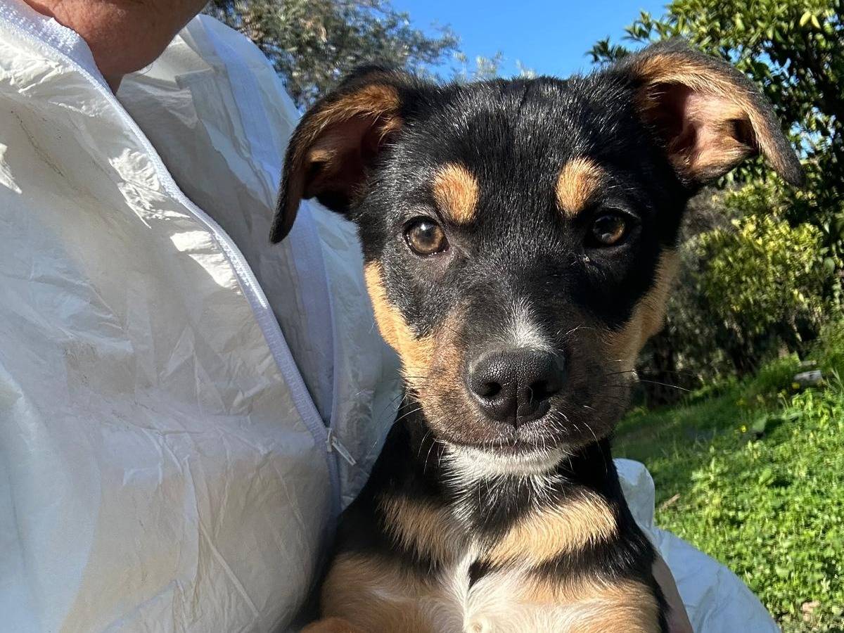 Adozione cane, femmina, Razza sconosciuta Razza sconosciuta, 11 mesi, taglia media, Catania