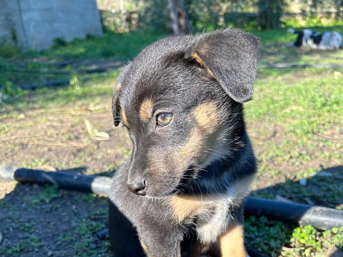 Adotta un cane, femmina, 11 mesi, Catania