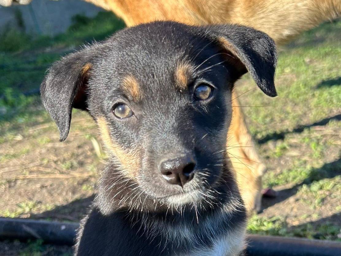 Adotta un cane, taglia media, femmina, Catania