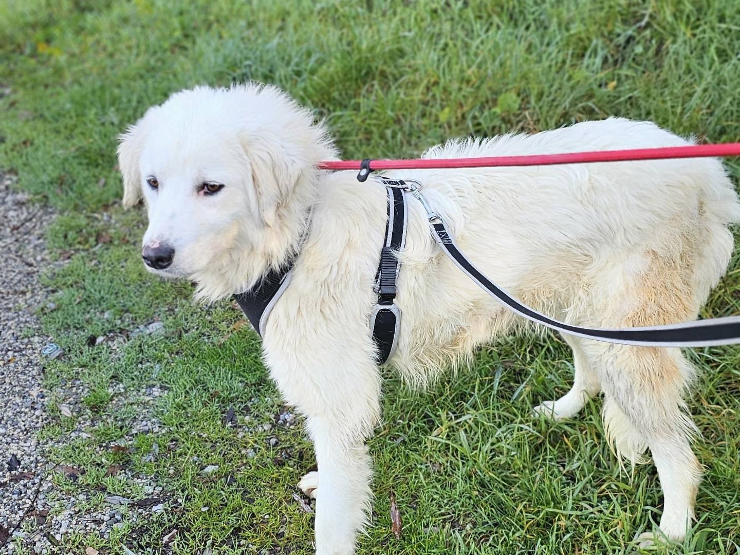 Adotta un cane, femmina, 1 anno e 3 mesi , Potenza
