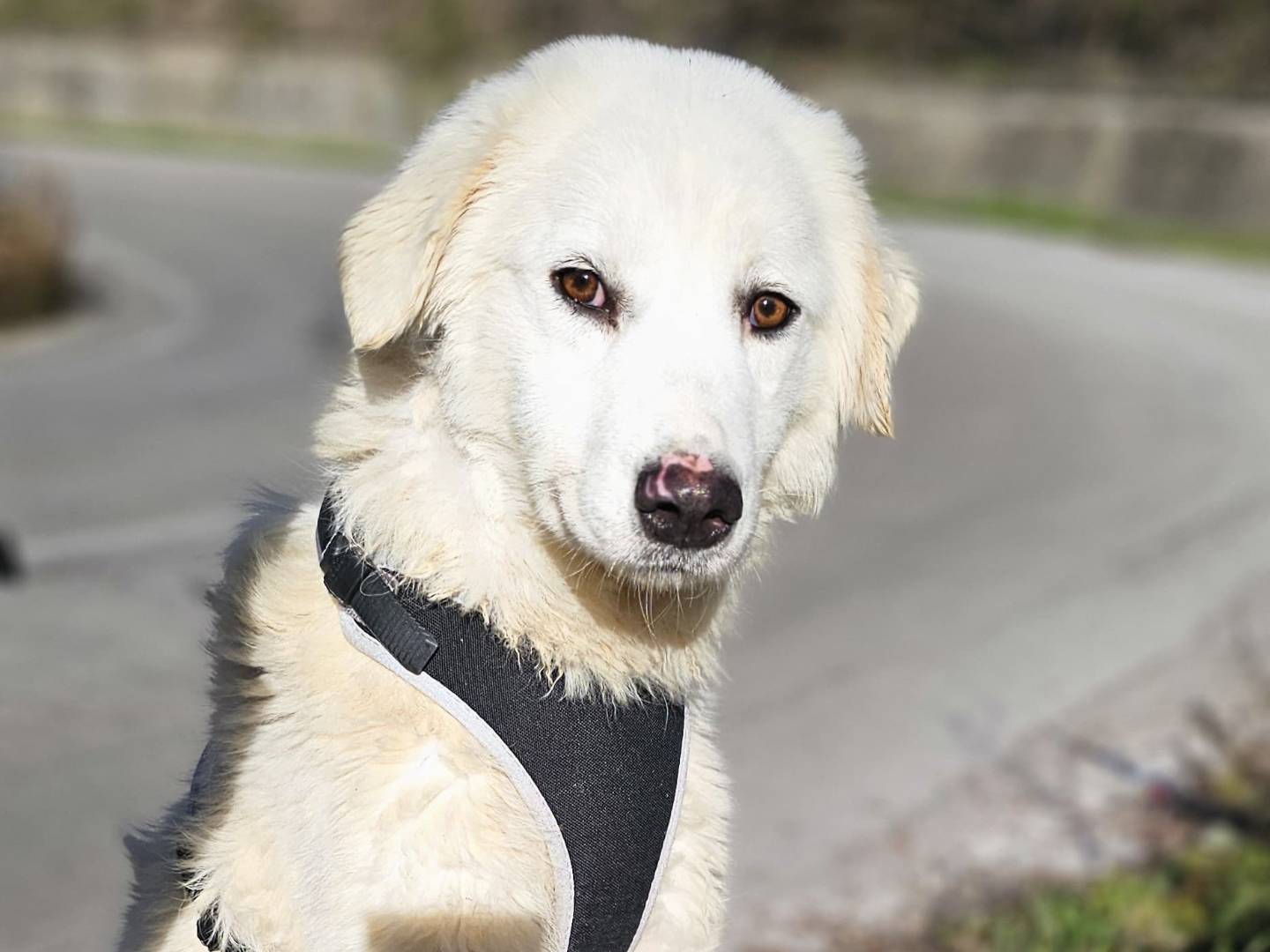 Adotta un cane, taglia media, femmina, Potenza