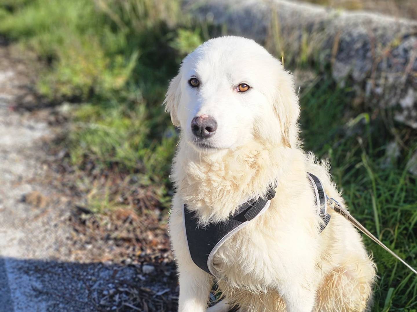 Vuoi adottare un cane a Potenza?