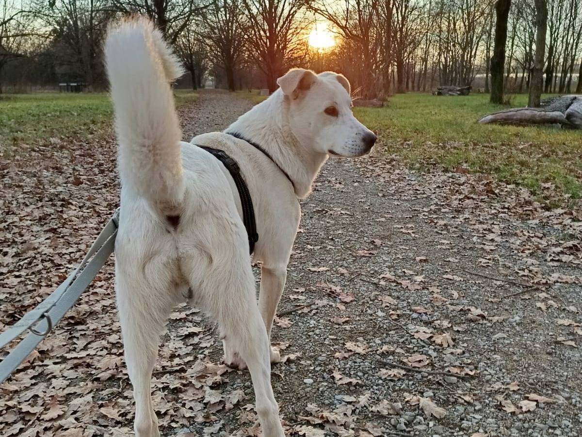 Adotta un cane, maschio, 1 anno e 3 mesi , Bologna