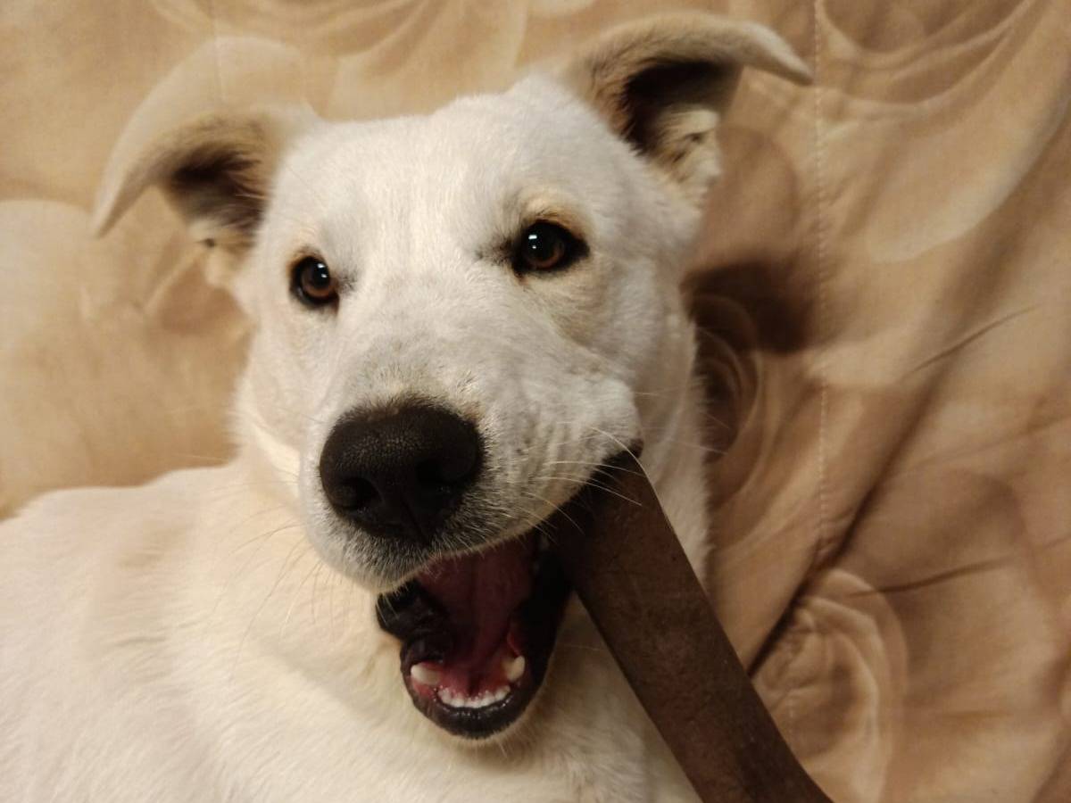 Adotta un cane, taglia media, maschio, Bologna