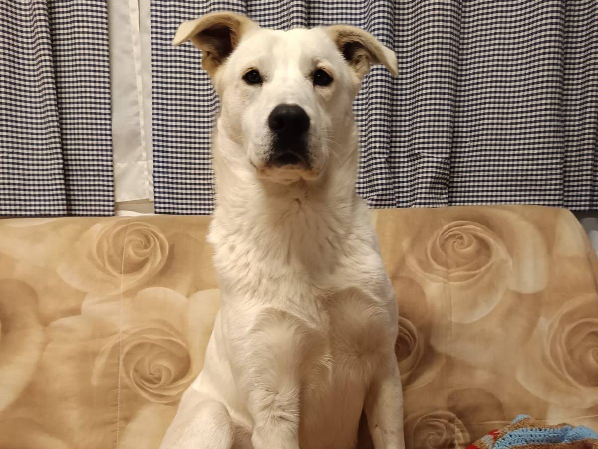 Vuoi adottare un cane a Bologna?