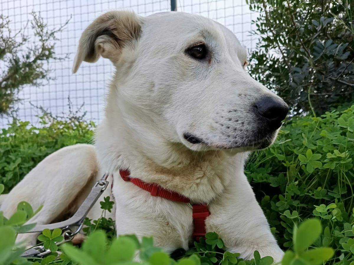 Adotta il cane Cooper a Bologna