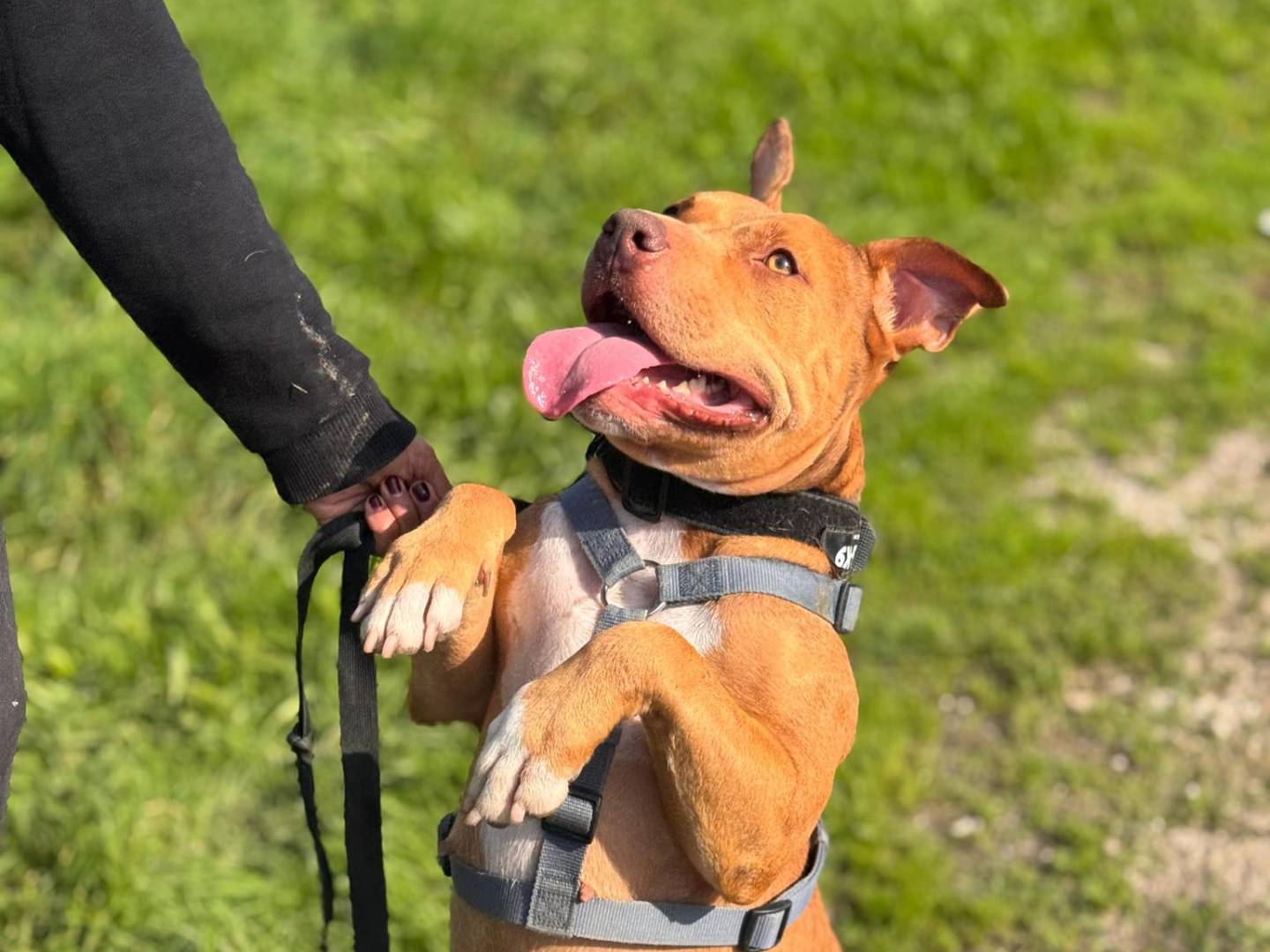 Adotta un cane, femmina, 2 anni  e 11 mesi , Caserta