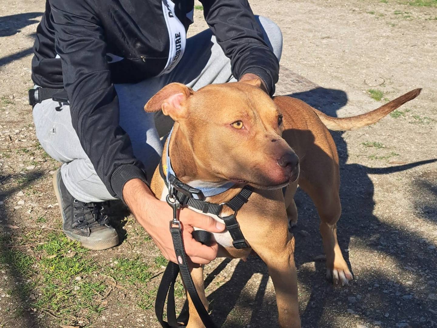 Adotta un cane, taglia grande, femmina, Caserta