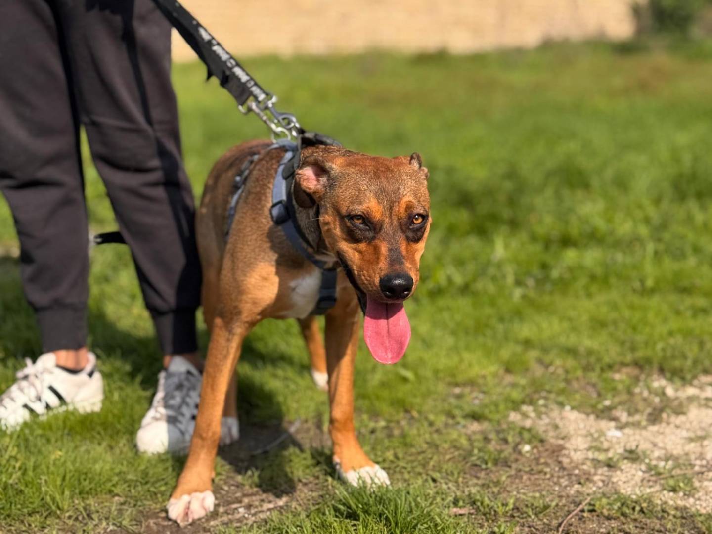 Adotta un cane, femmina, 1 anno, Caserta