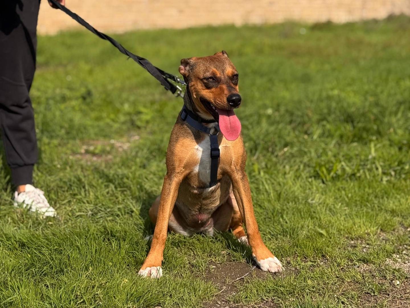 Adotta un cane, taglia media, femmina, Caserta