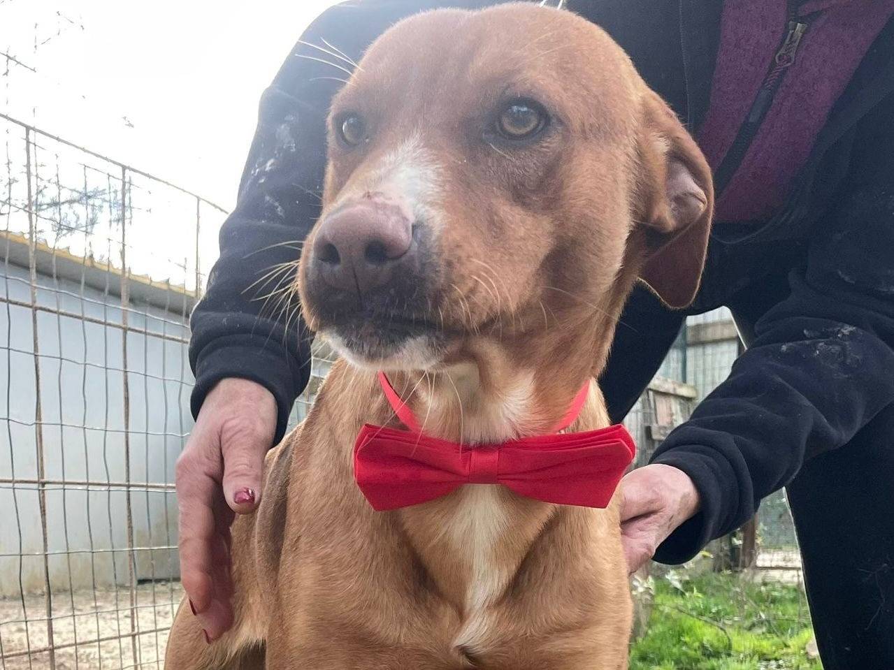 Adozione cane, maschio, Razza sconosciuta Razza sconosciuta, 1 anno, taglia media, Frosinone