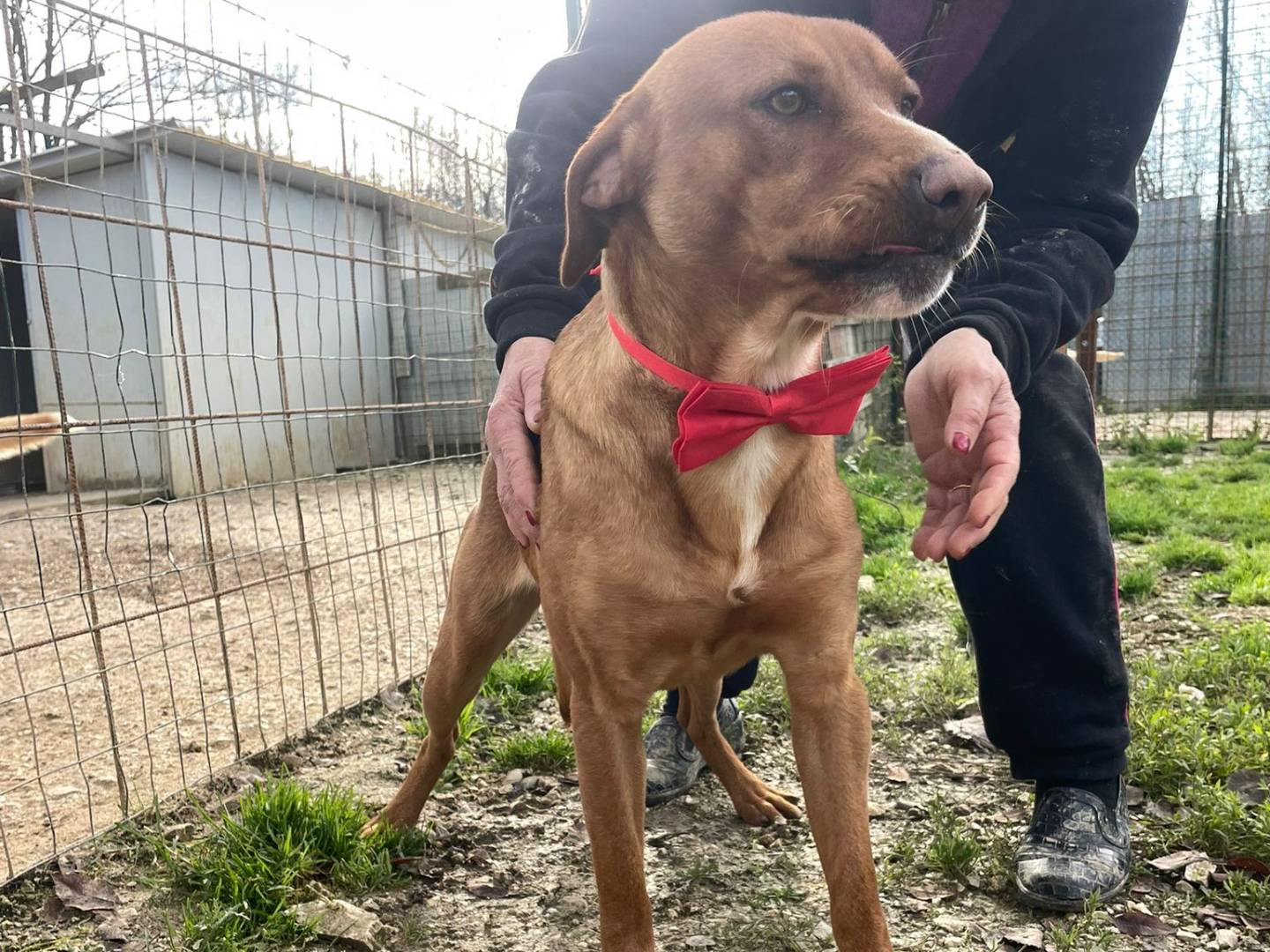 Adotta un cane, maschio, 1 anno, Frosinone