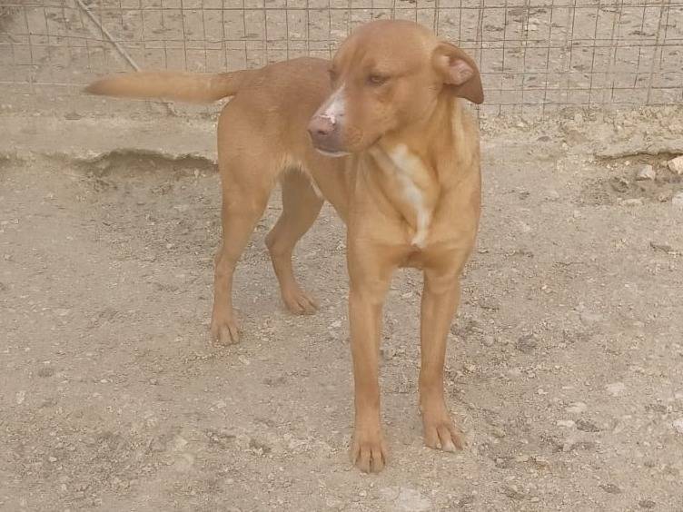 Adotta un cane, taglia media, maschio, Frosinone