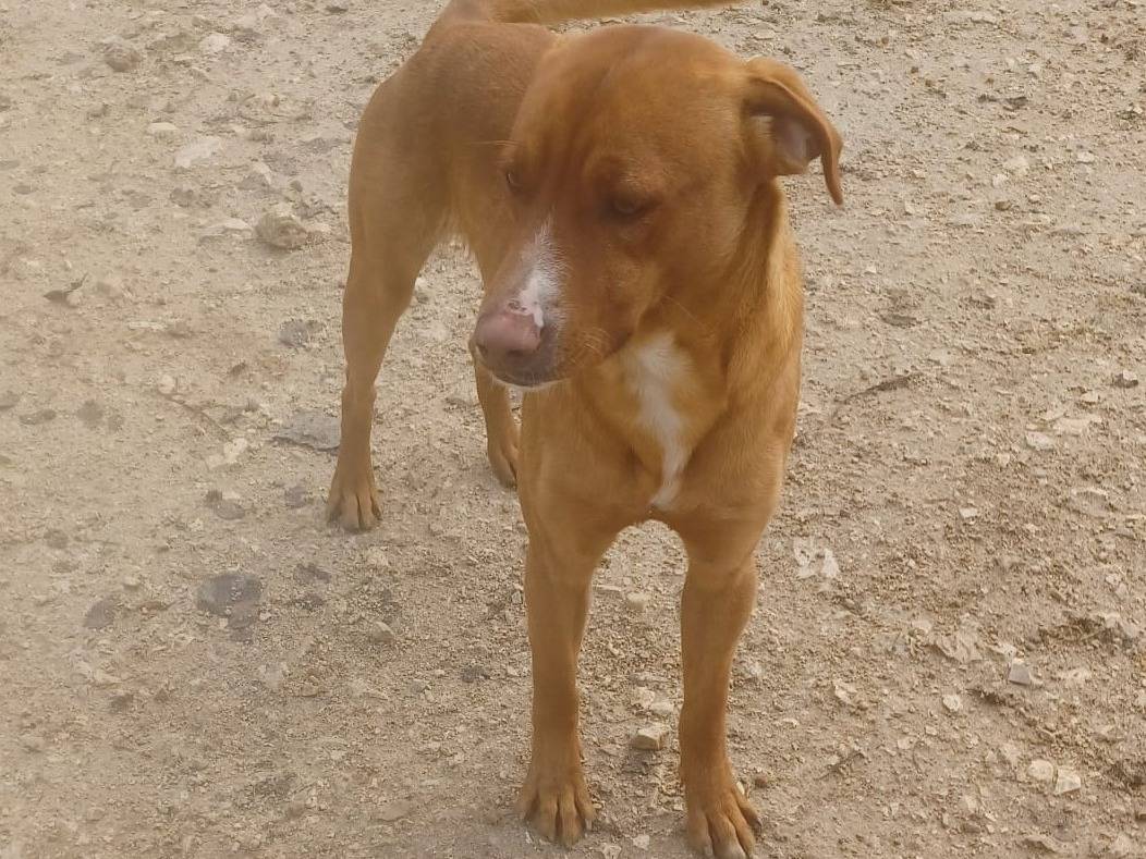 Vuoi adottare un cane a Frosinone?