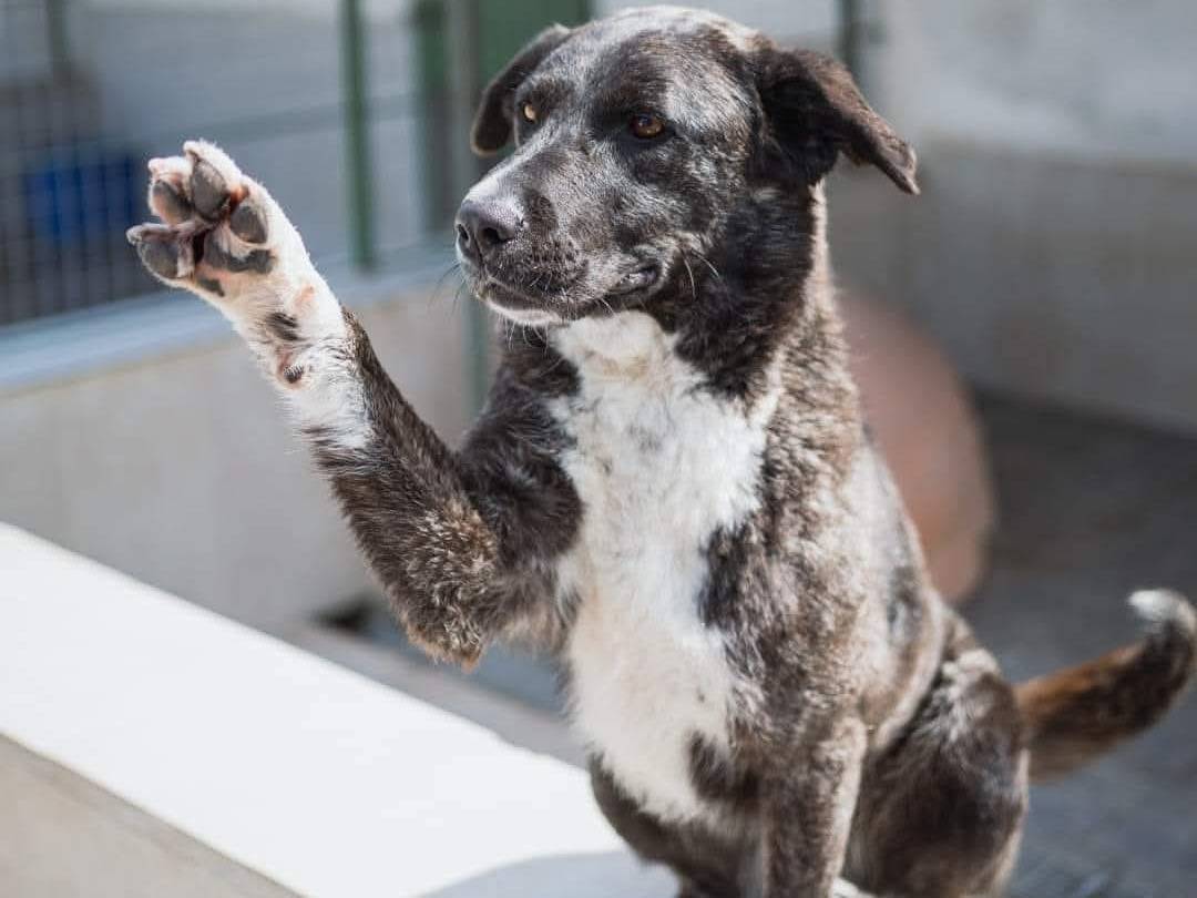 Foto dell'animale