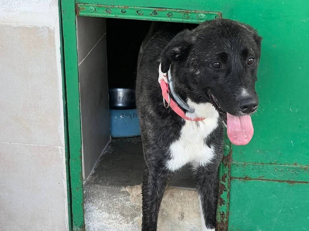 Adotta un cane, femmina, 3 anni  e 8 mesi , Caserta