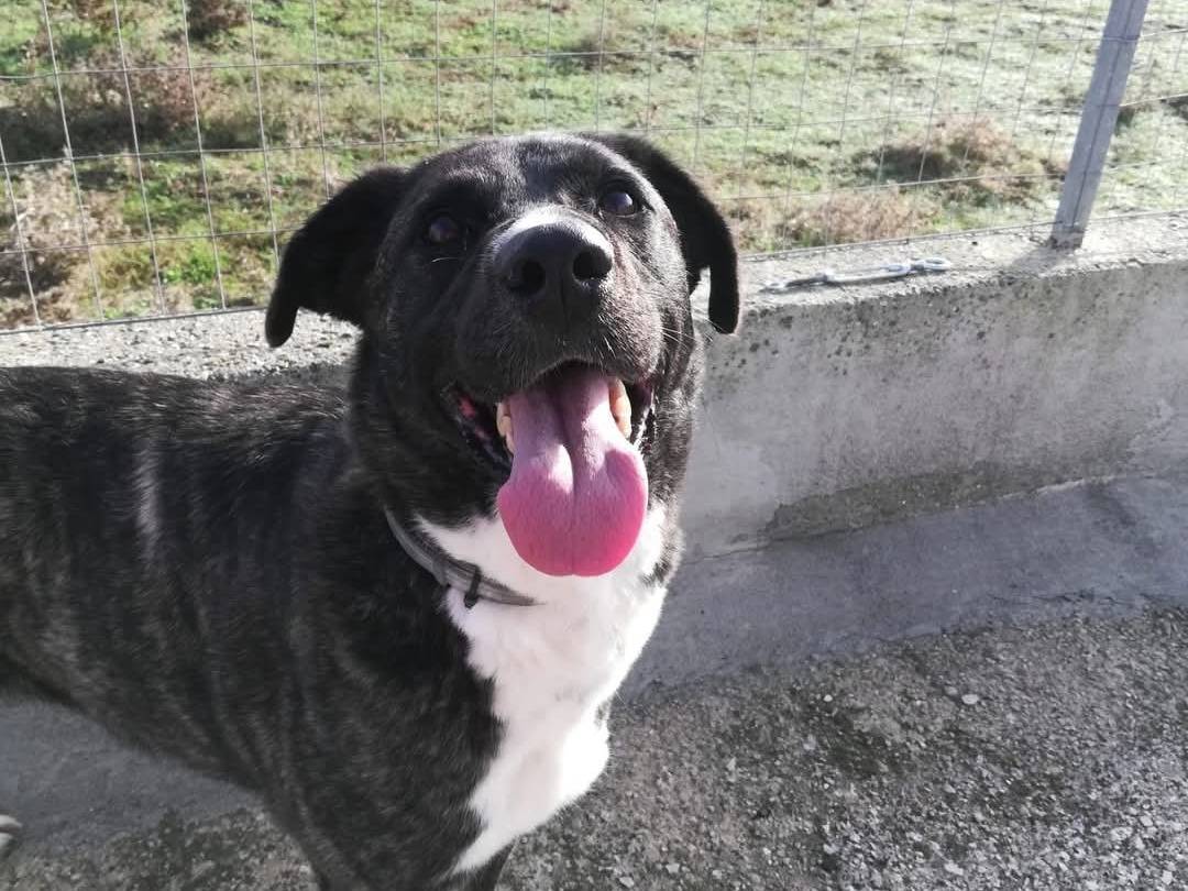 Adotta un cane, taglia media, femmina, Caserta