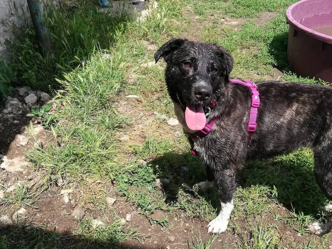 Vuoi adottare un cane a Caserta?