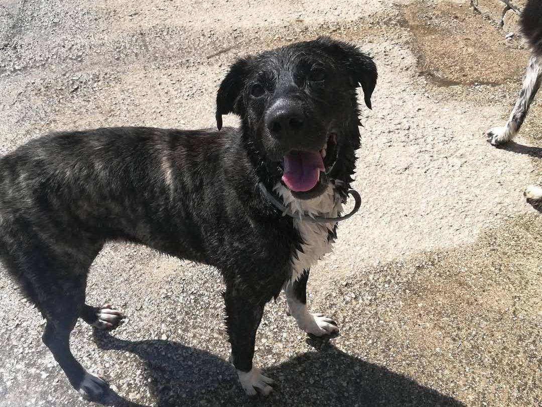 Adotta il cane Maya  a Caserta