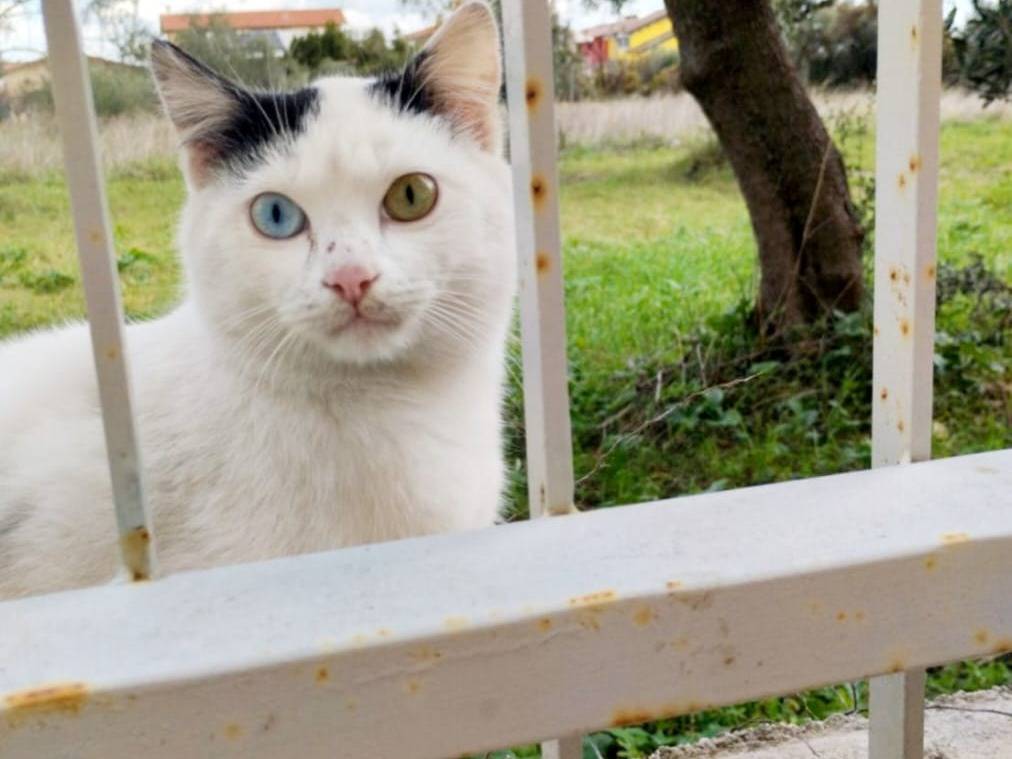 Foto dell'animale