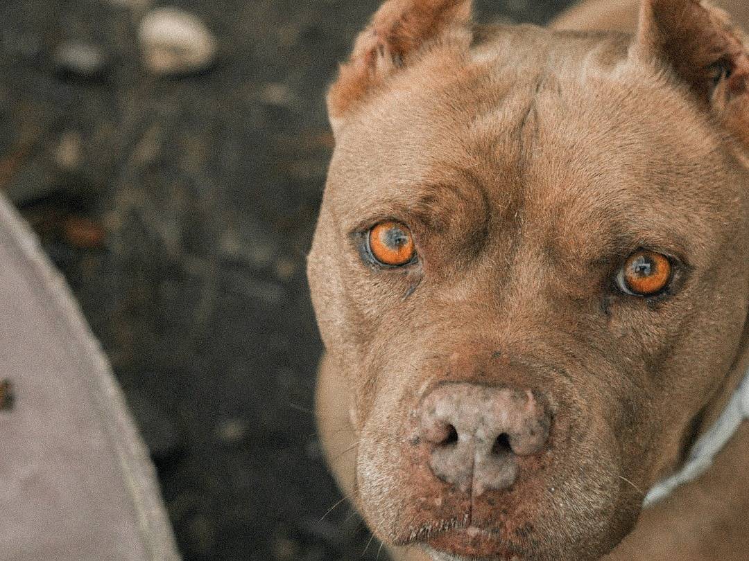 Foto dell'animale