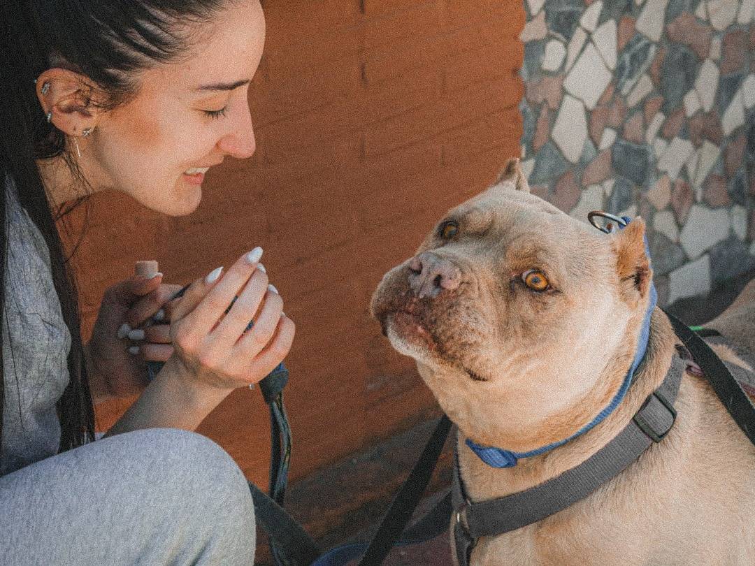 Adotta un cane, femmina, 5 anni , Caserta