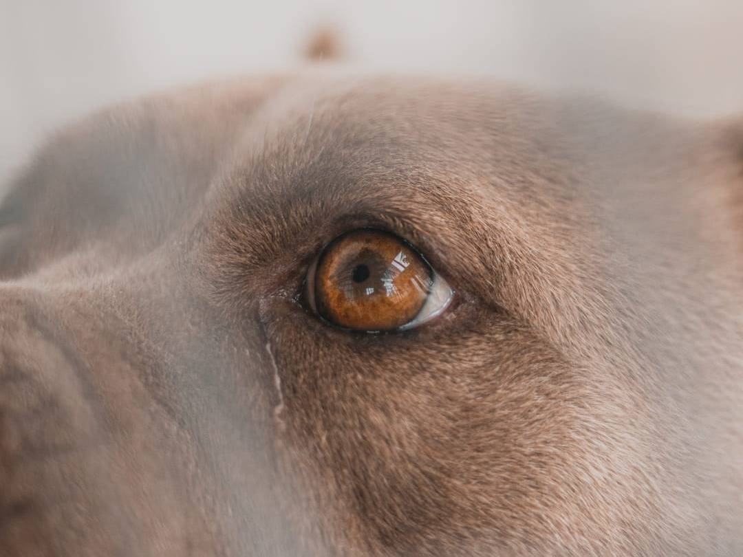 Adotta un cane, taglia media, femmina, Caserta