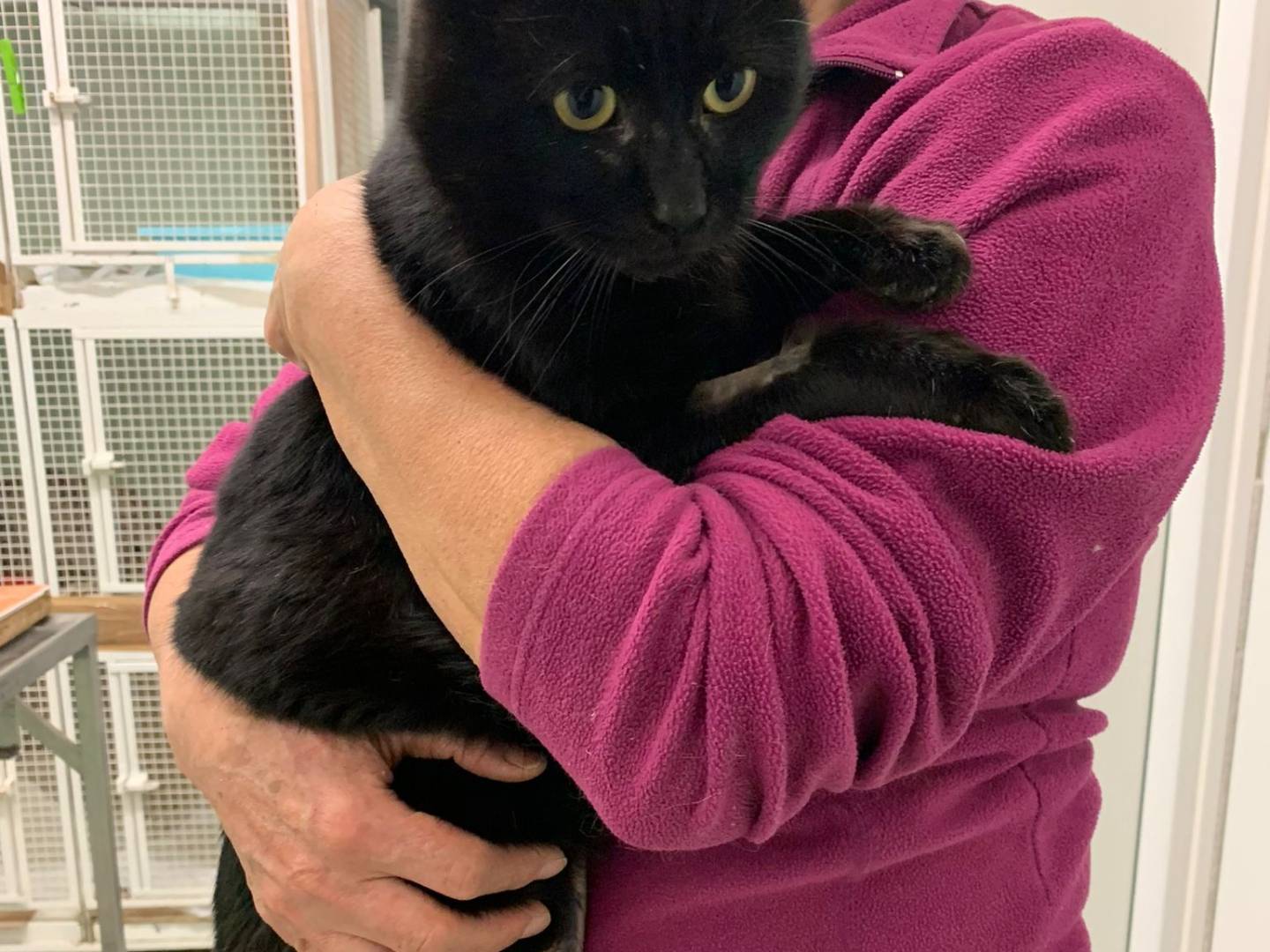 Adotta un gatto, maschio, 1 anno e 11 mesi , Chieti