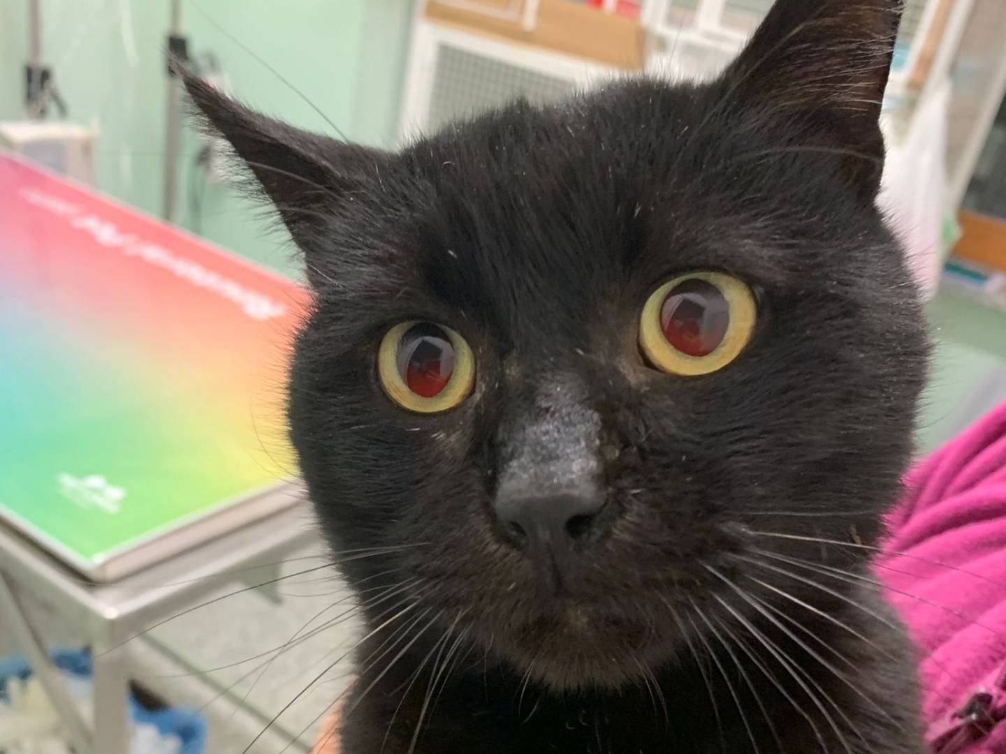 Adotta un gatto, taglia non valida, maschio, Chieti