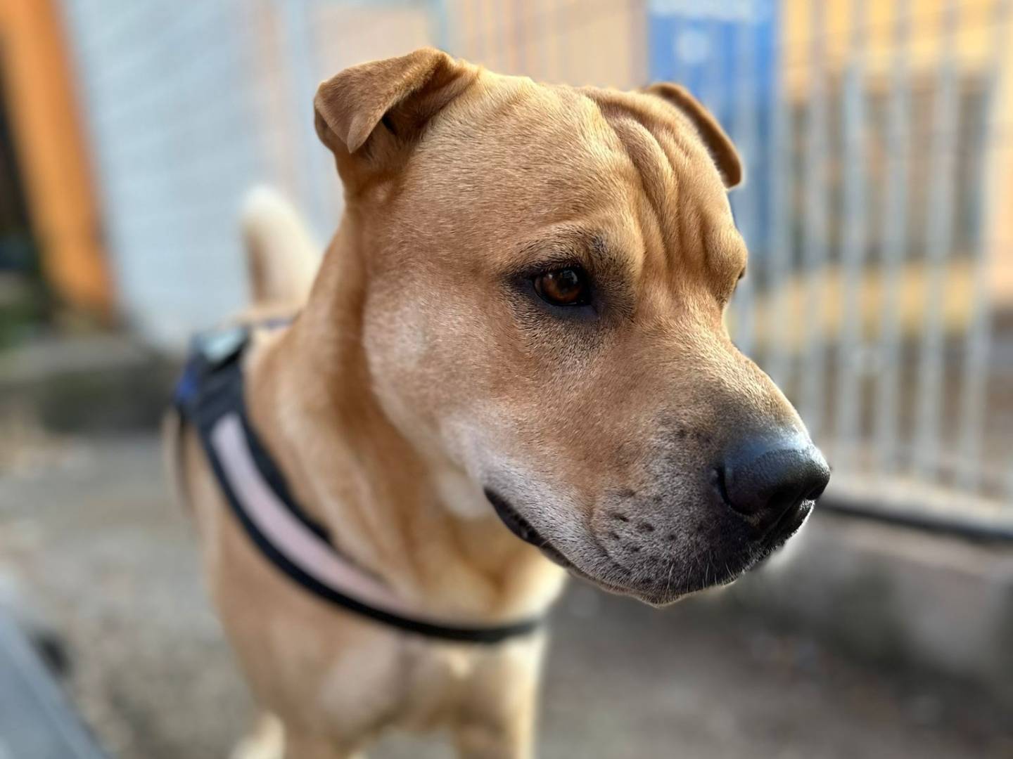 Adotta un cane, maschio, 2 anni  e 6 mesi , Latina