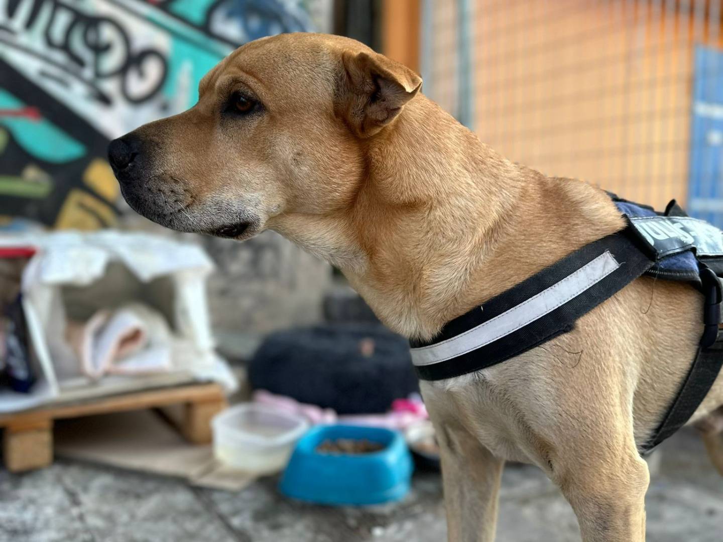 Adotta un cane, taglia media, maschio, Latina