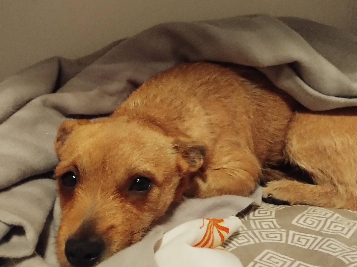 Adozione cane, femmina, Razza sconosciuta Razza sconosciuta, 1 anno e 8 mesi, taglia piccola, Napoli