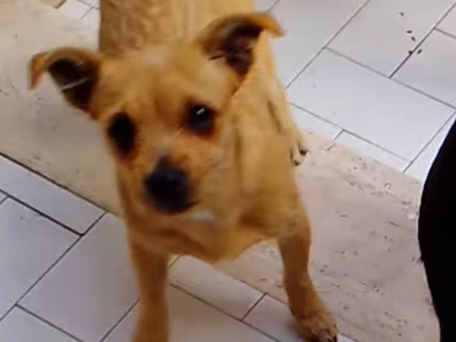 Adotta un cane, femmina, 1 anno e 8 mesi, Napoli