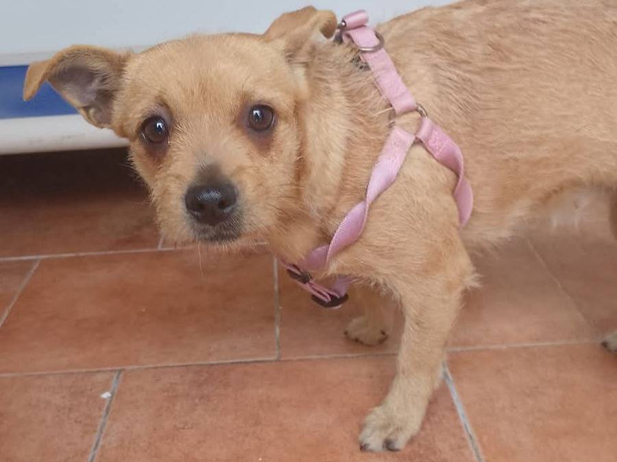 Adotta un cane, taglia piccola, femmina, Napoli