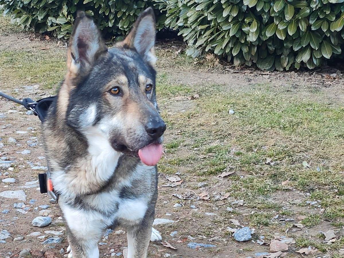 Adozione cane, maschio, Razza sconosciuta Razza sconosciuta, 2 anni  e 10 mesi , taglia grande, Torino