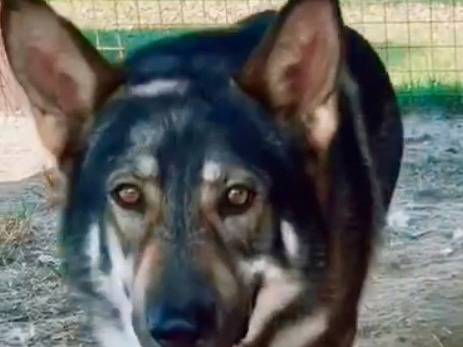 Adotta un cane, maschio, 2 anni  e 10 mesi , Torino