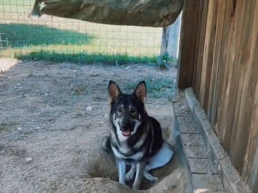 Adotta un cane, taglia grande, maschio, Torino