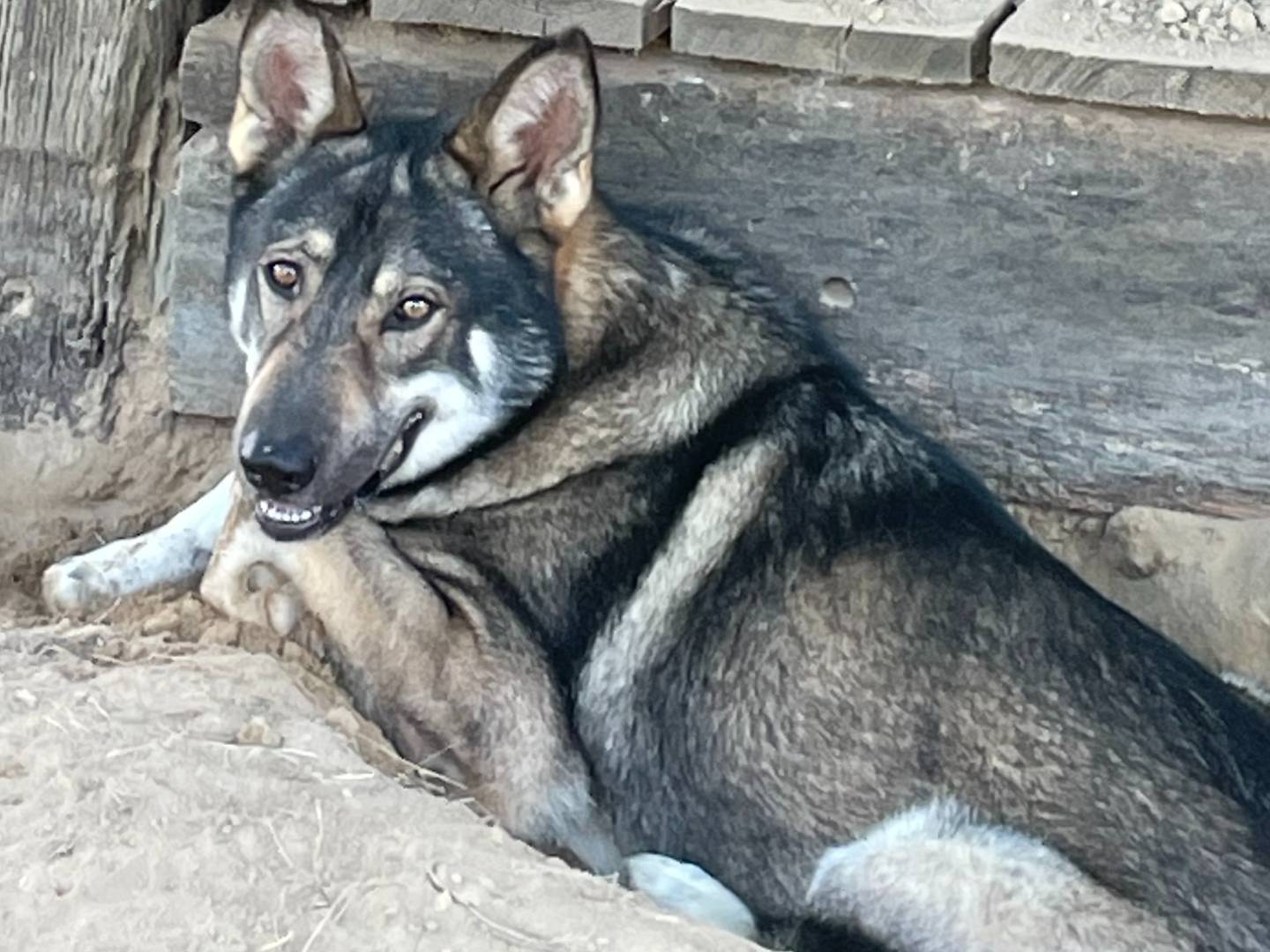Vuoi adottare un cane a Torino?