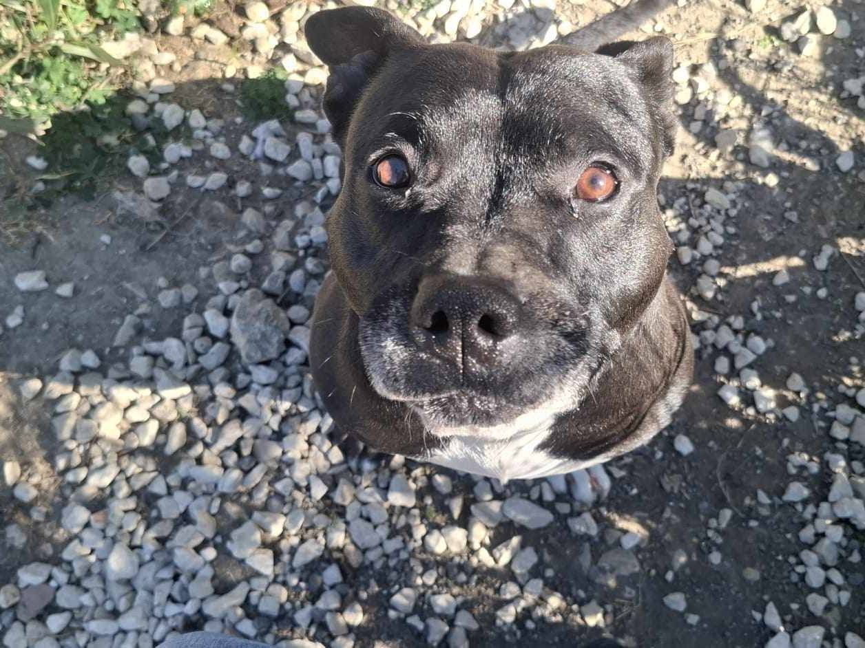 Adotta un cane, maschio, 2 anni  e 2 mesi , Catania