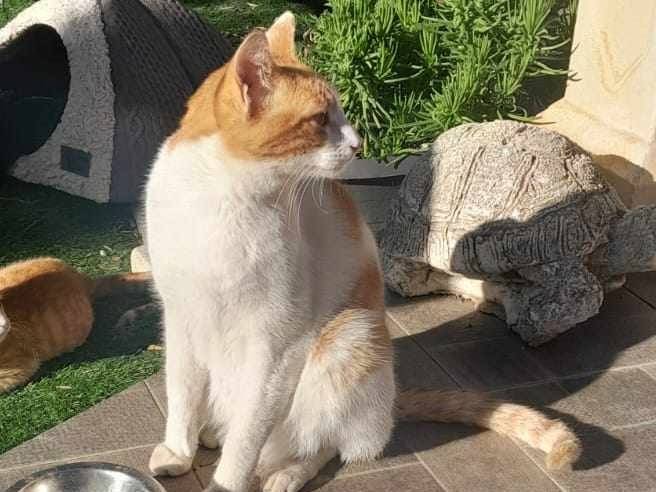Foto dell'animale