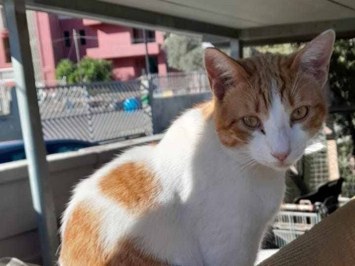 Adotta un gatto, maschio, 1 anno, Catania