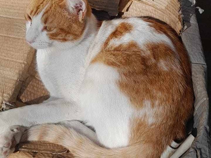 Adotta un gatto, taglia non valida, maschio, Catania
