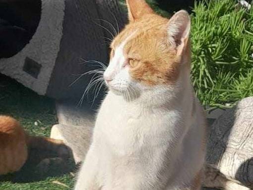 Vuoi adottare un gatto a Catania?