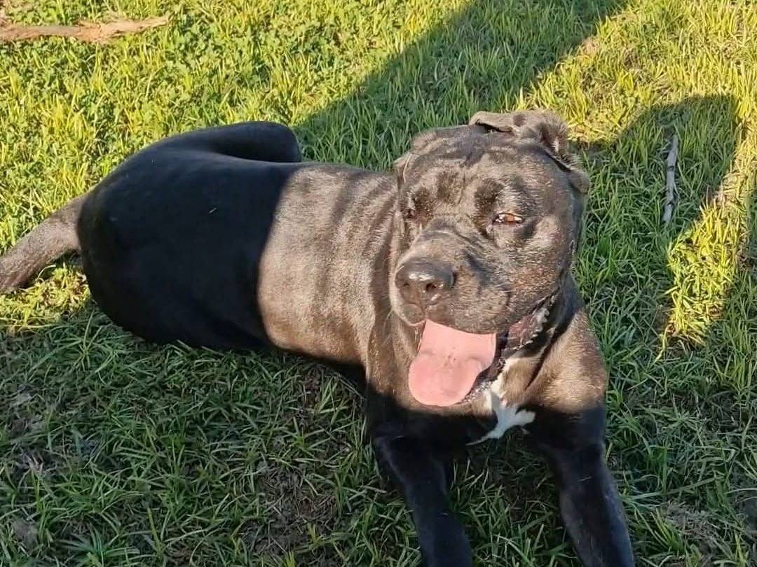 Adotta un cane, femmina, 5 anni  e 7 mesi , Napoli