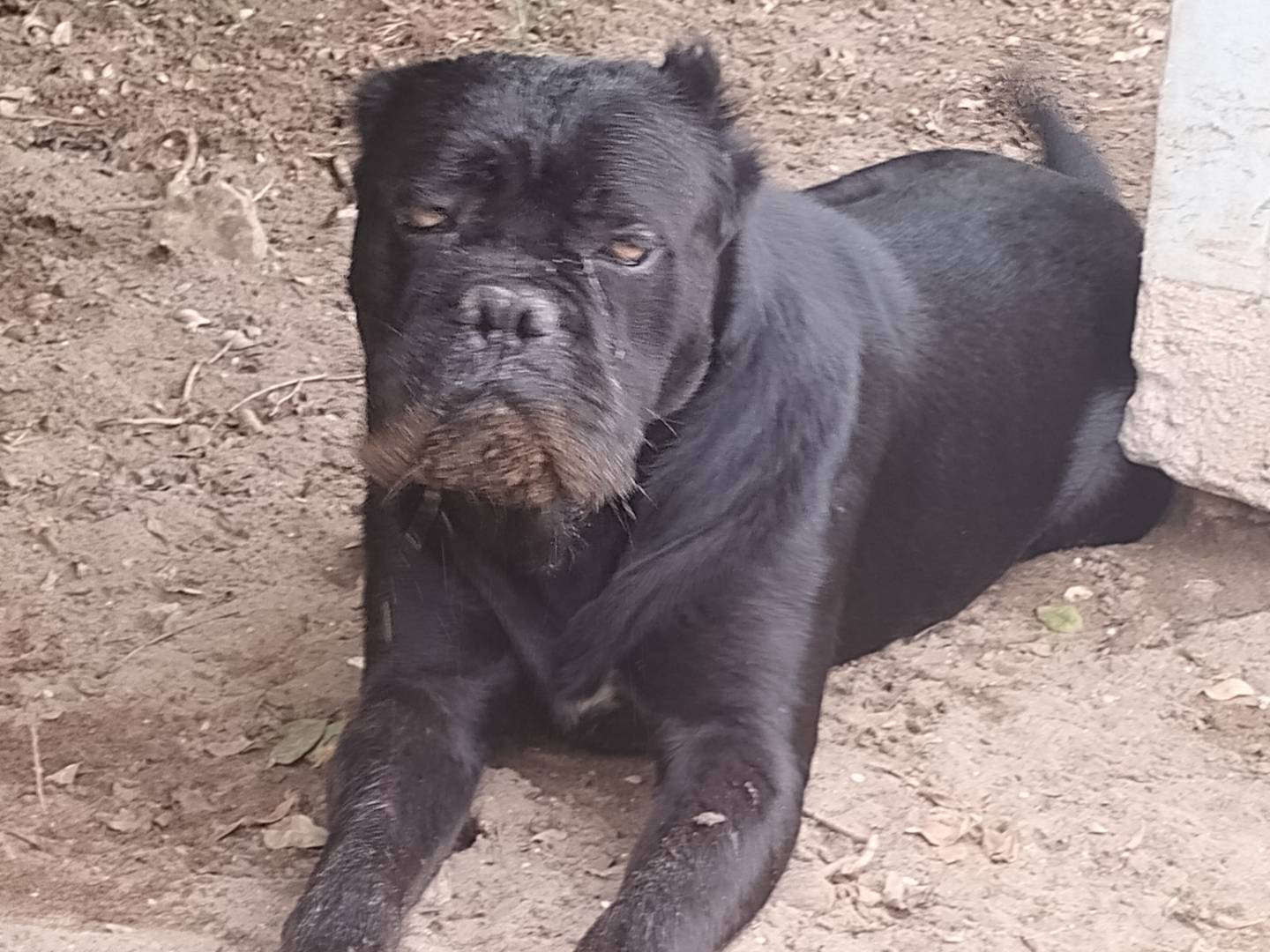 Foto dell'animale
