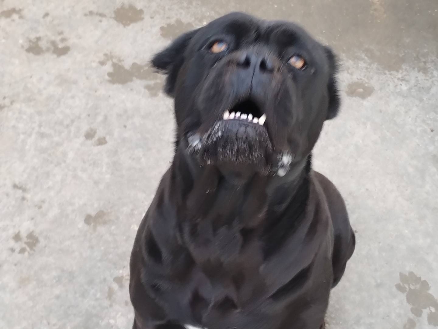 Adotta un cane, femmina, 4 anni  e 8 mesi , Napoli